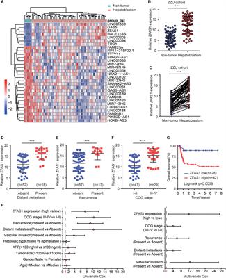 The Long Non-coding RNA ZFAS1 Sponges miR-193a-3p to Modulate Hepatoblastoma Growth by Targeting RALY via HGF/c-Met Pathway